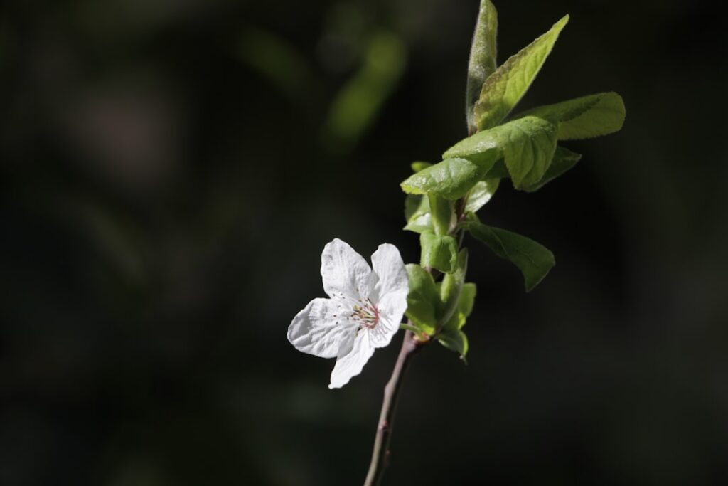 Photo Blumendeko