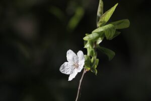 Photo Blumendeko