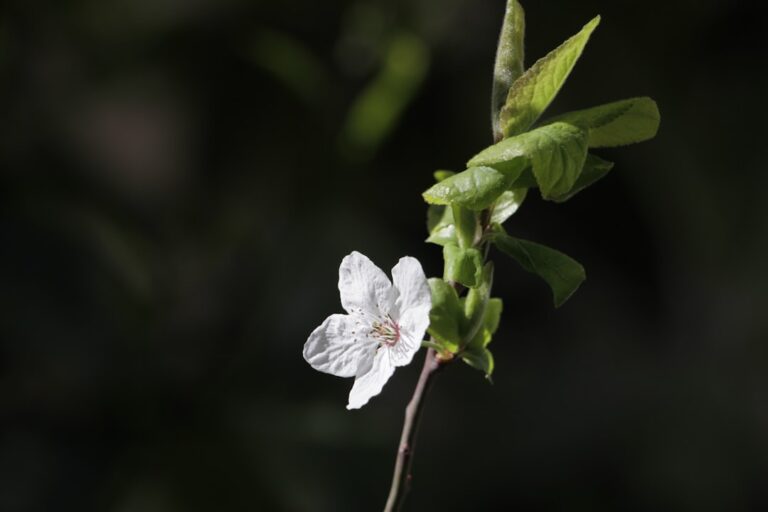 Photo Blumendeko