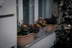 Photo Balkonpflanzen überwintern